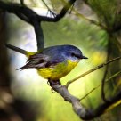 东黄鸲鹟---Eastern Yellow Robin